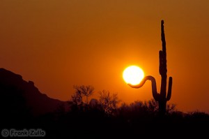 Sun-cactus